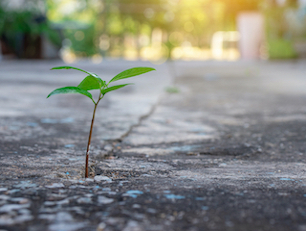 Small trees on the concrete floor No matter where it happens, it should be taken care of. For a beautiful environment